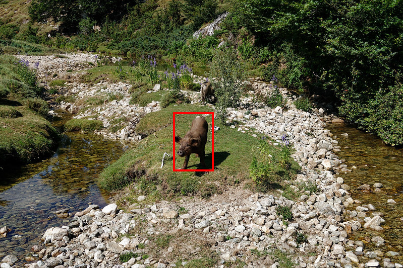 Identifying a pig in the image using jev box